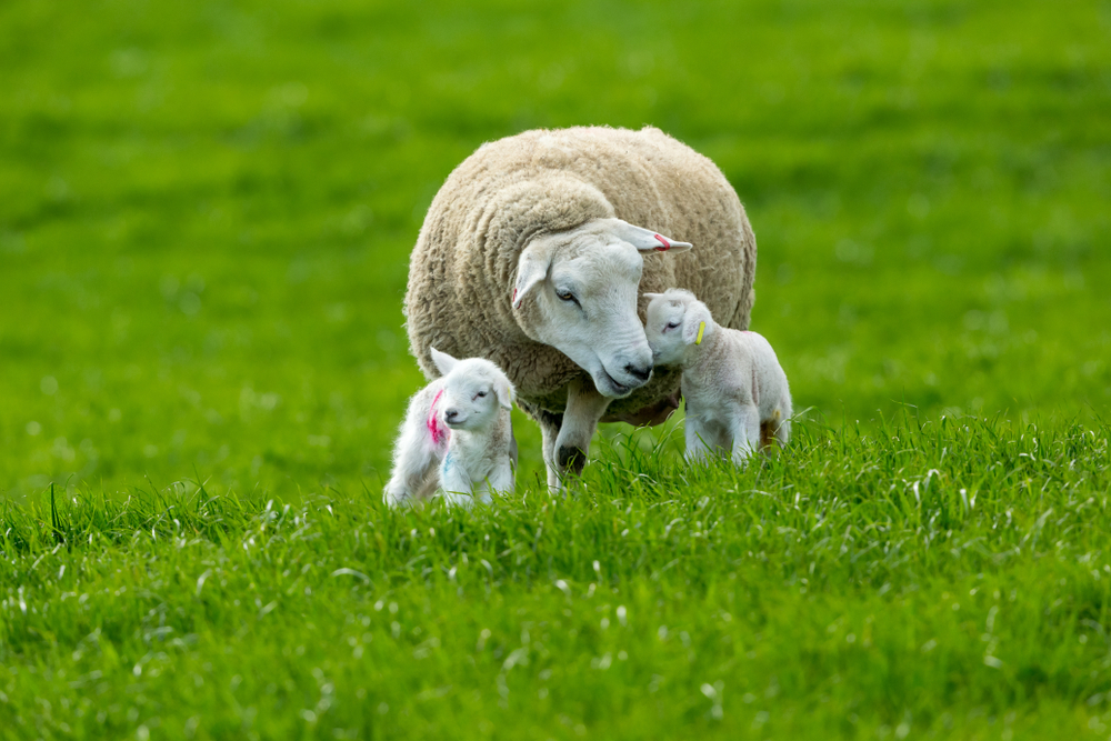 Familienurlaub Texel mit Kindern